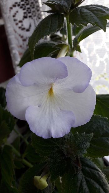 Morning Drizzle - 09 Achimenes 2018