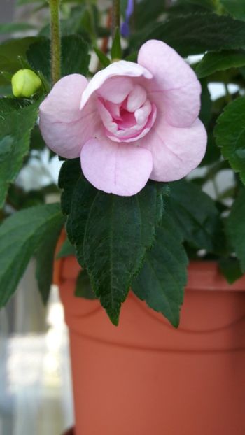 Double pink rose - 09 Achimenes 2018
