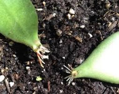 Suculente pui  - Plante Suculente