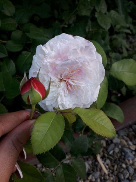 2018 - Eliane Gillet