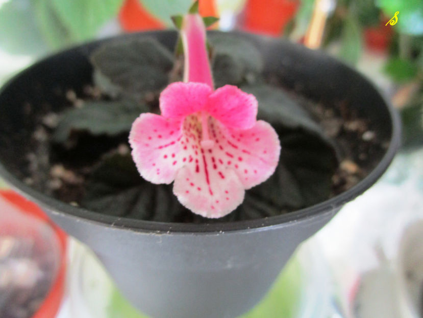 N1(30-05-2018) - Sinningii 2018