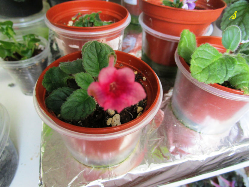 N2(30-05-2018) - Sinningii 2018