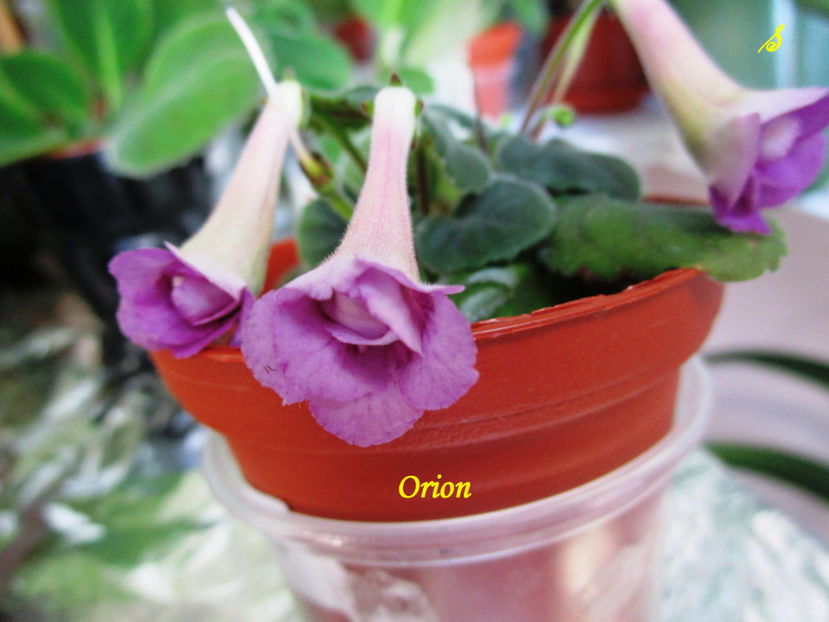 Orion(30-05-2018) - Sinningii 2018