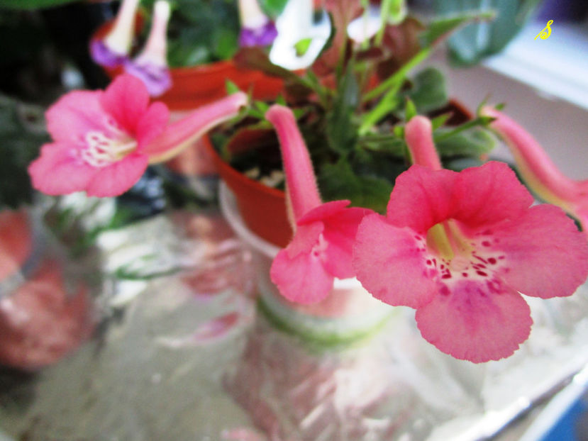 SRG s Pink Eruption(N3)(30-05-2018) - Sinningii 2018