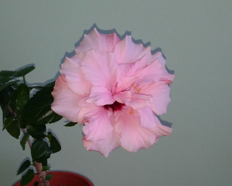 P_20180323_165558_vHDR_Auto - Clasic dublu - roz pal