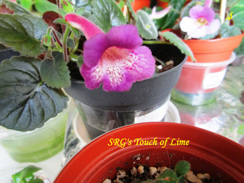 SRG s Touch of Lime(30-05-2018) - Sinningii 2018