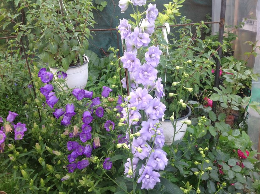  - Delphinium un nou inceput