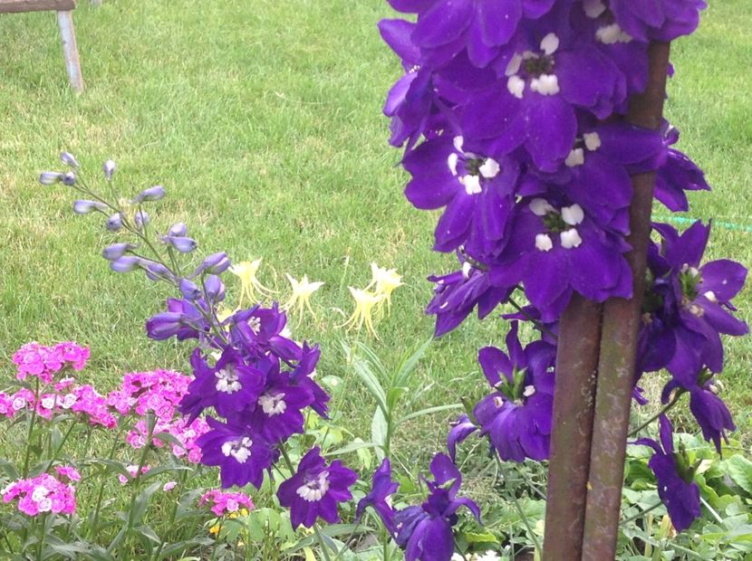  - Delphinium un nou inceput