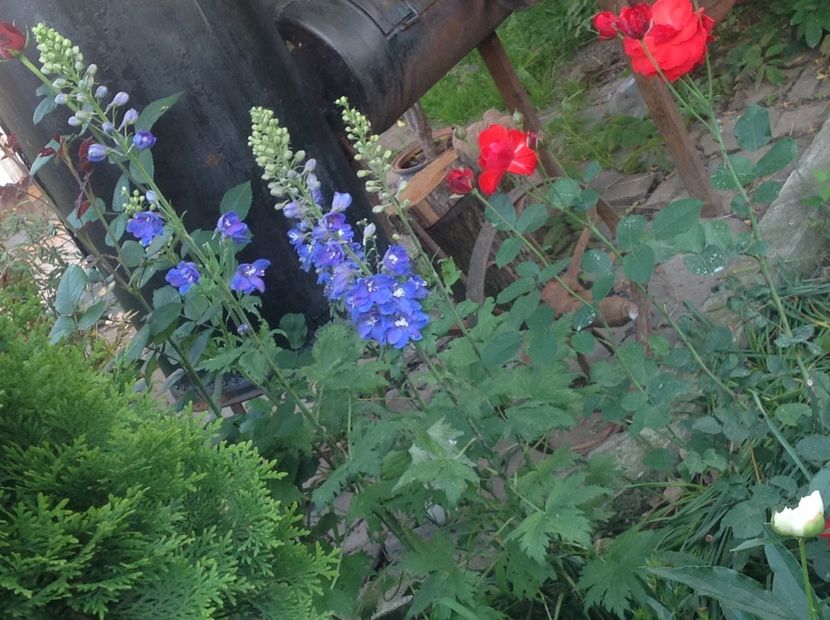  - Delphinium un nou inceput