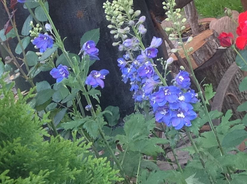  - Delphinium un nou inceput