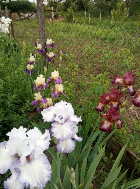  - diverse flori 2018