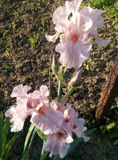  - diverse flori 2018