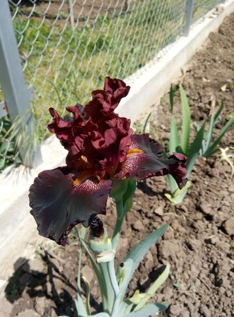  - diverse flori 2018