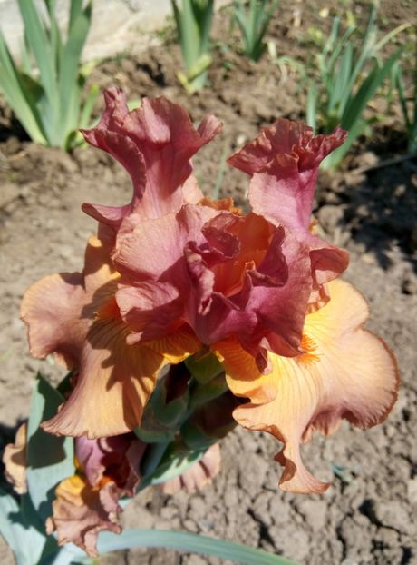  - diverse flori 2018