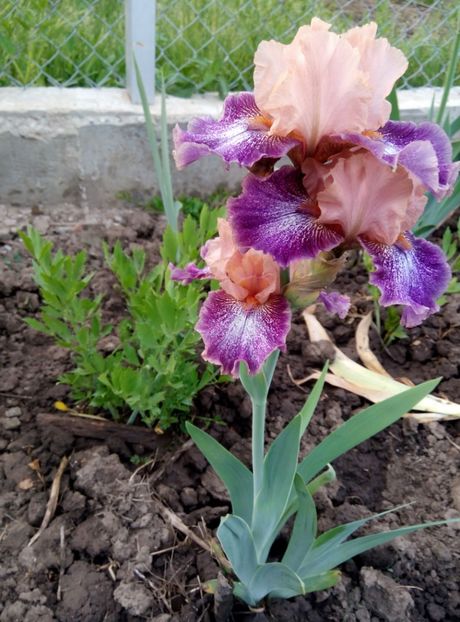  - diverse flori 2018