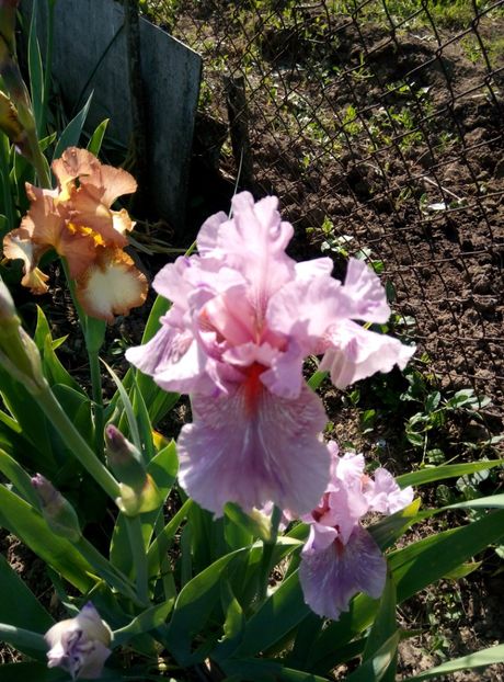  - diverse flori 2018