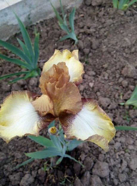  - diverse flori 2018