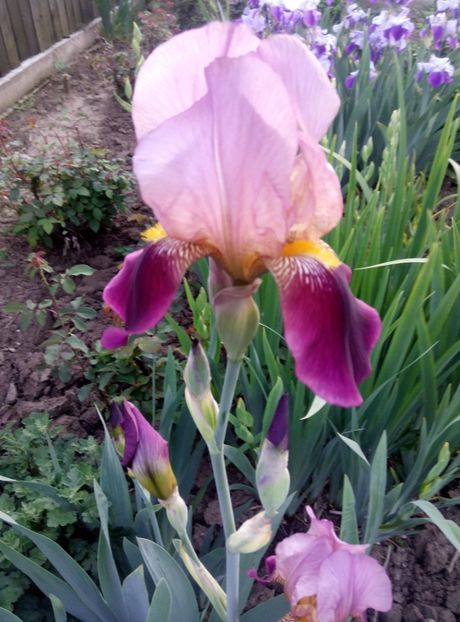  - diverse flori 2018