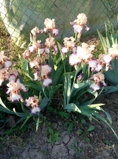  - diverse flori 2018