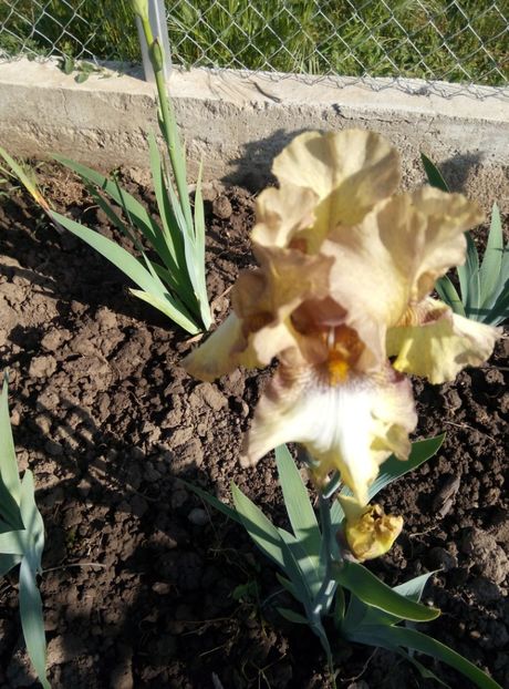  - diverse flori 2018