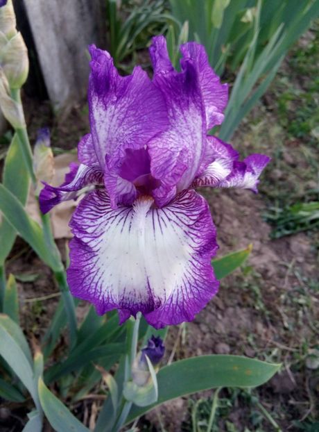  - diverse flori 2018