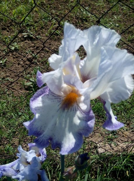  - diverse flori 2018