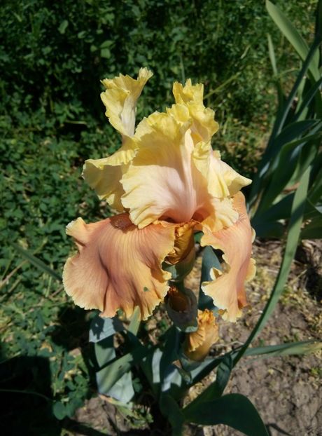  - diverse flori 2018