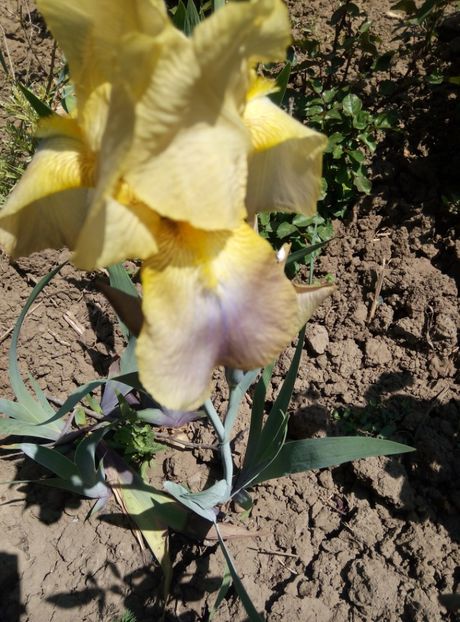  - diverse flori 2018