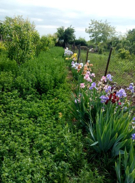  - diverse flori 2018