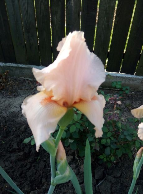  - diverse flori 2018