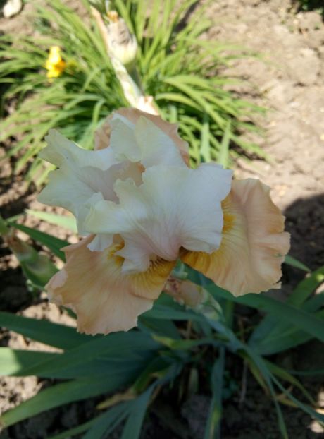  - diverse flori 2018