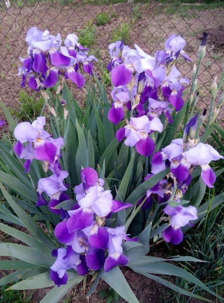  - diverse flori 2018