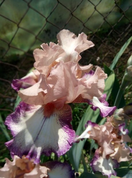  - diverse flori 2018