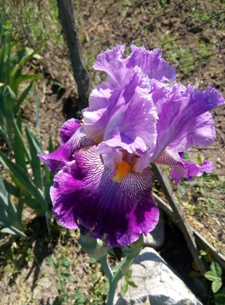  - diverse flori 2018