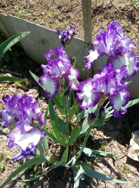  - diverse flori 2018