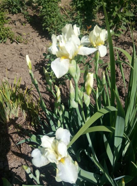  - diverse flori 2018