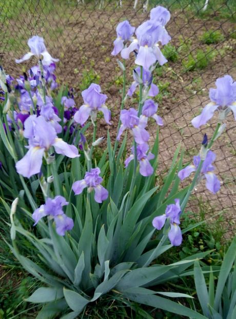  - diverse flori 2018