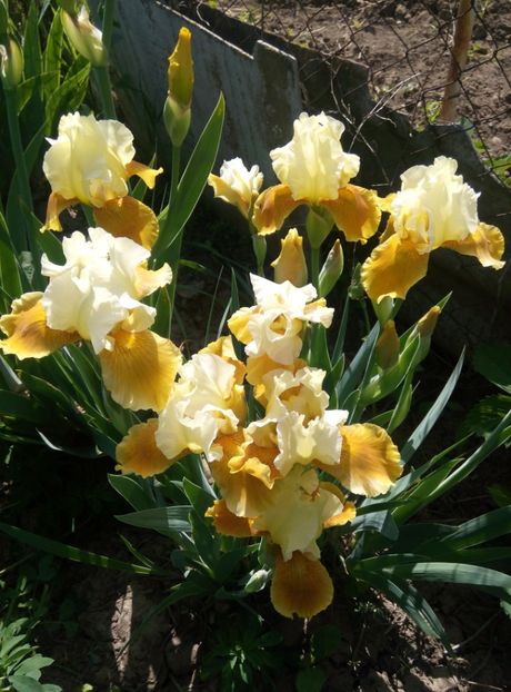  - diverse flori 2018