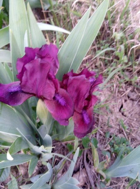  - diverse flori 2018