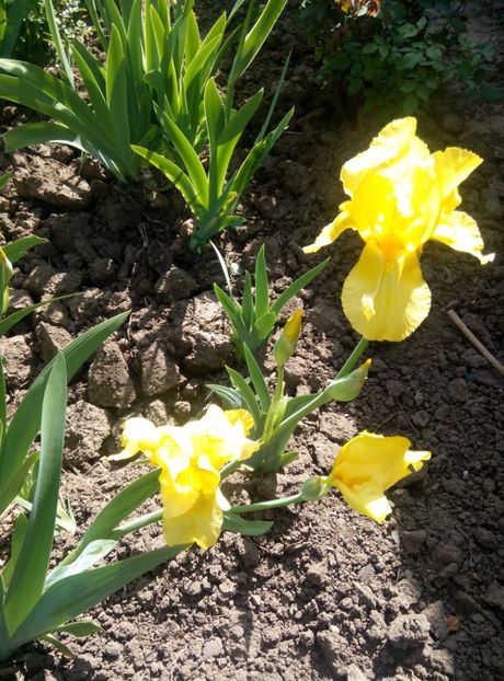  - diverse flori 2018