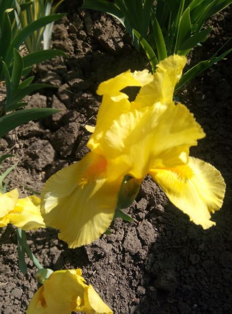  - diverse flori 2018