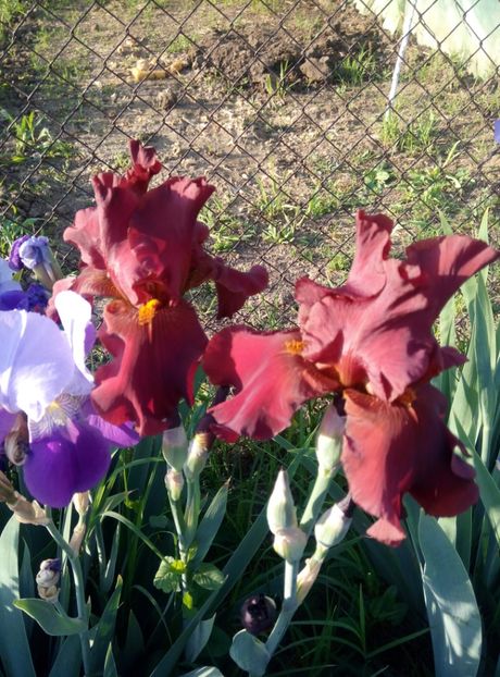  - diverse flori 2018