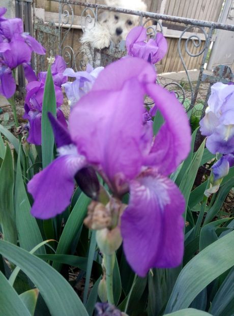  - diverse flori 2018