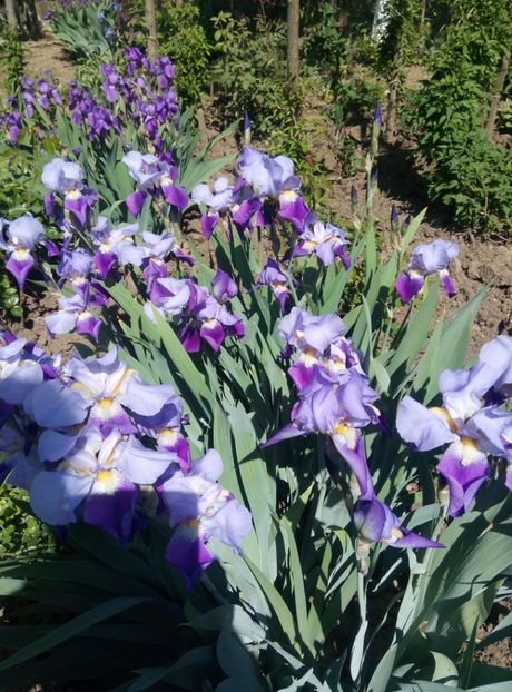  - diverse flori 2018