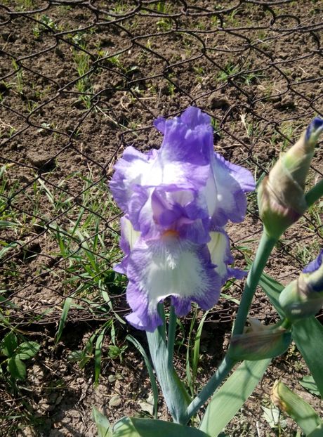  - diverse flori 2018