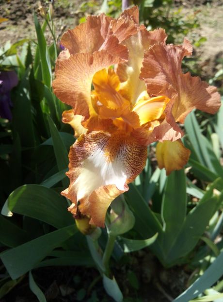  - diverse flori 2018