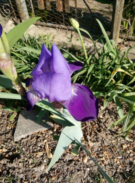  - diverse flori 2018