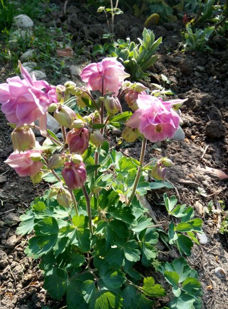  - diverse flori 2018