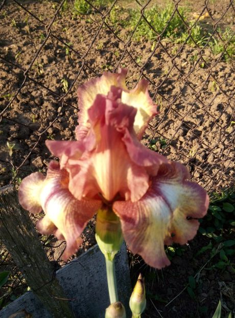  - diverse flori 2018