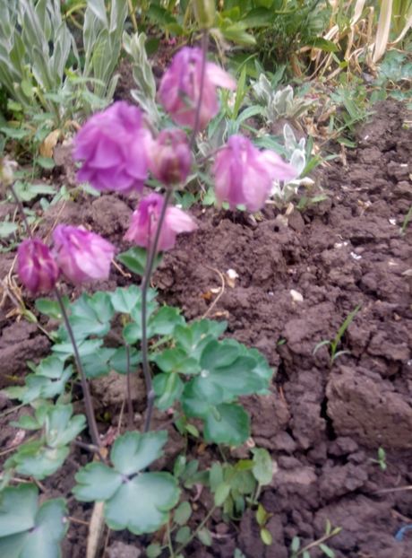  - diverse flori 2018